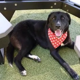 A young large-sized female Mixed Breed dog named Addie for adoption in Athens, GA