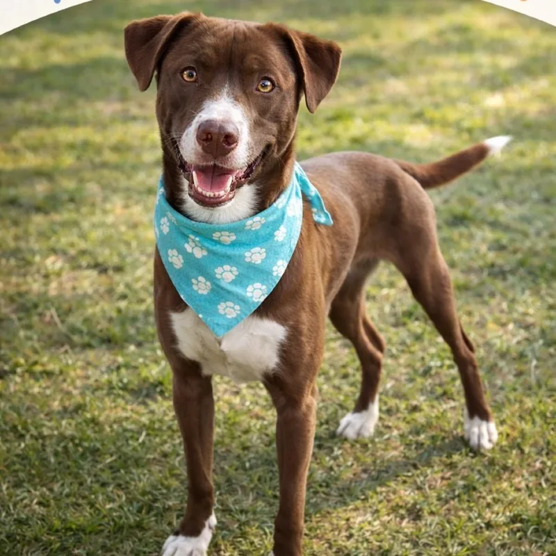 A young medium-sized female Brown / Chocolate Mixed Breed dog named Daisy for adoption in Hagerstown, MD