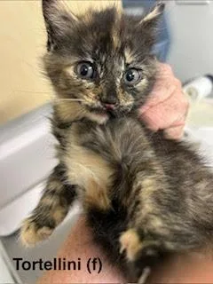 A baby medium-sized female Domestic Medium Hair cat named Tortellini for adoption in Saugerties, NY