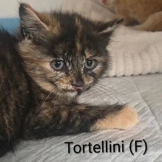Tortellini thumbnail 2
