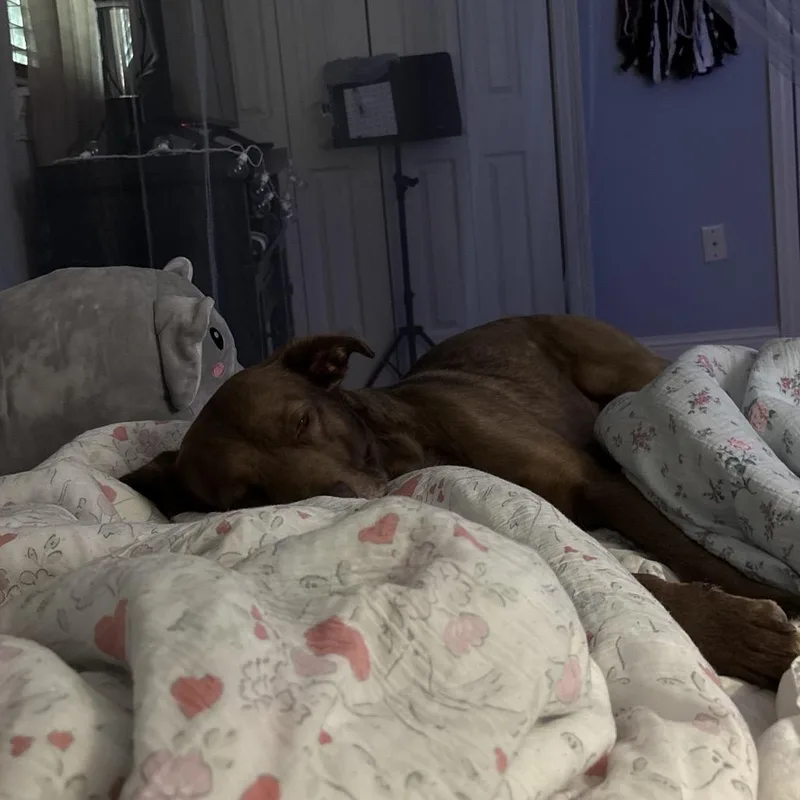 An adult medium-sized male Brown / Chocolate Chocolate Labrador Retriever dog named Mikey for adoption in New Orleans, LA