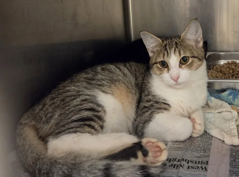 A young medium-sized female Domestic Short Hair cat named Frito for adoption in Hagerstown, MD