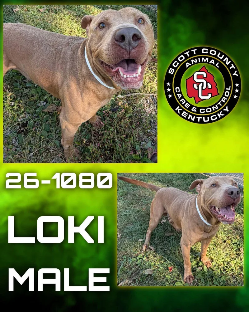 An adult large-sized male Pit Bull Terrier dog named Loki for adoption in Georgetown, KY