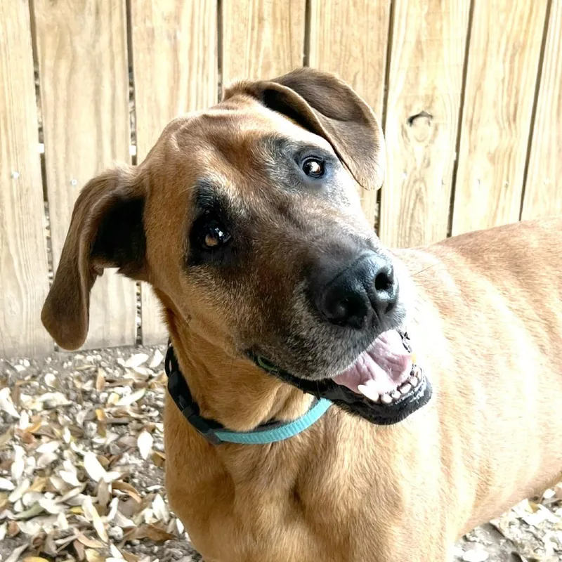 Scoobydoo thumbnail 2