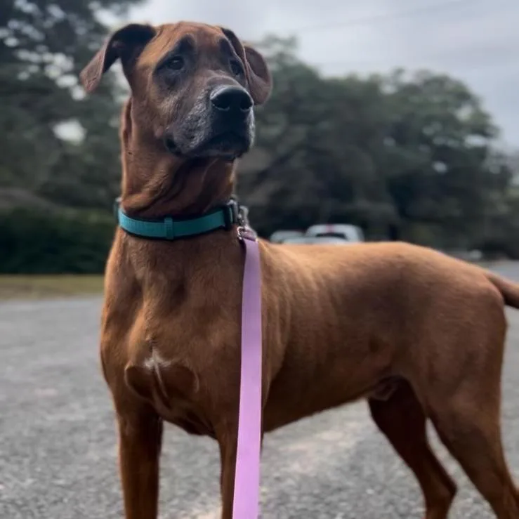 Scoobydoo thumbnail 4