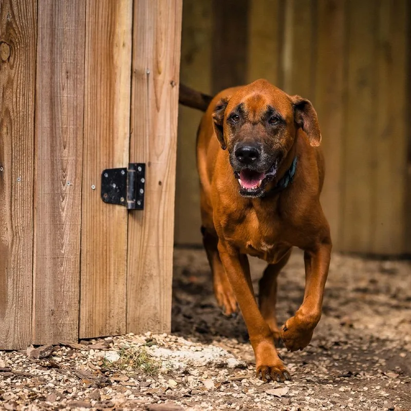 Scoobydoo thumbnail 5