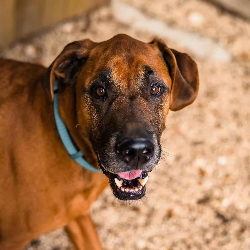 Scoobydoo thumbnail 6