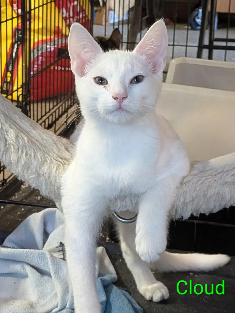 A young medium-sized male Domestic Medium Hair cat named Yeti for adoption in Morgan Hill, CA