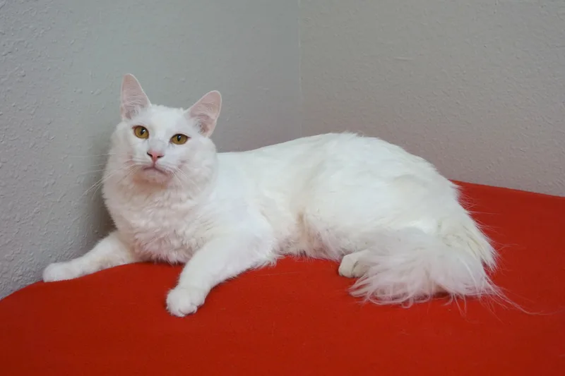 An adult large-sized male Domestic Long Hair cat named Tristan for adoption in Fountain Hills, AZ
