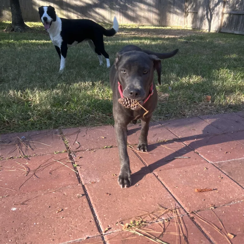 A baby medium-sized female Pit Bull Terrier dog named Bubbles the Blue Pittie for adoption in Houston, TX