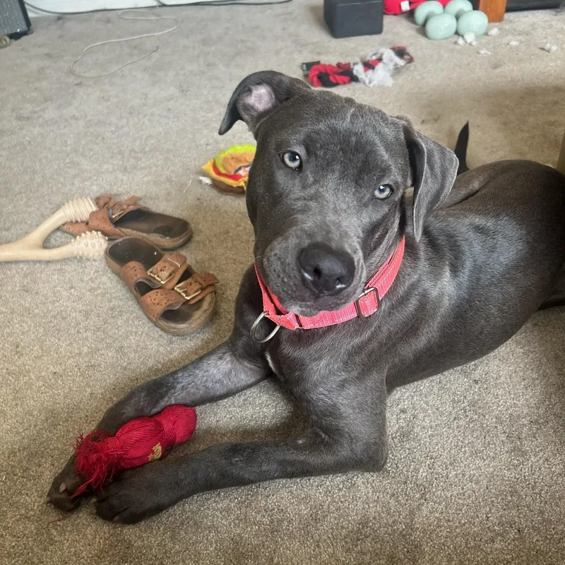 Bubbles the Blue Pittie thumbnail 4