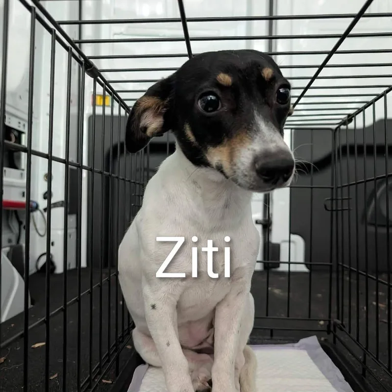 A young small-sized female Black Jack Russell Terrier dog named Ziti for adoption in Alexandria, VA