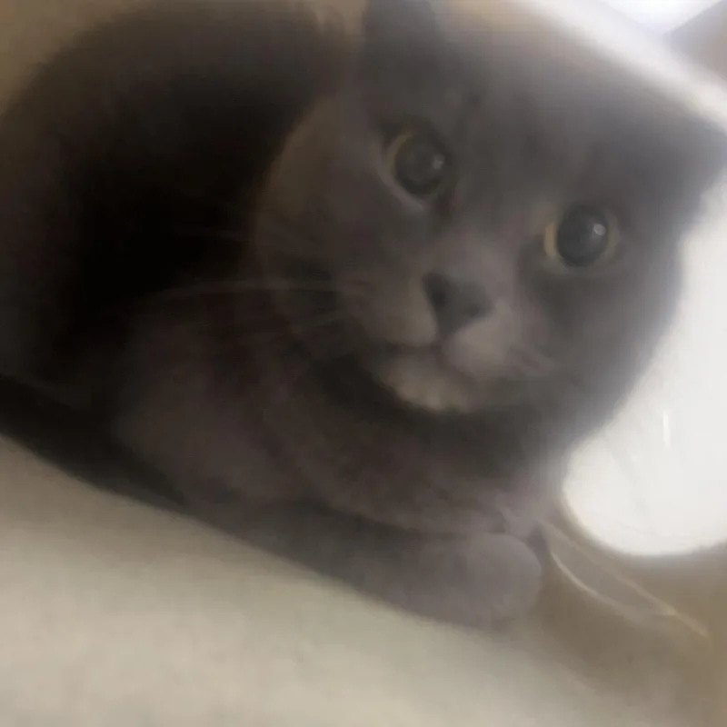 An adult small-sized male Gray / Blue / Silver Domestic Short Hair cat named Lilo for adoption in Philadelphia, PA