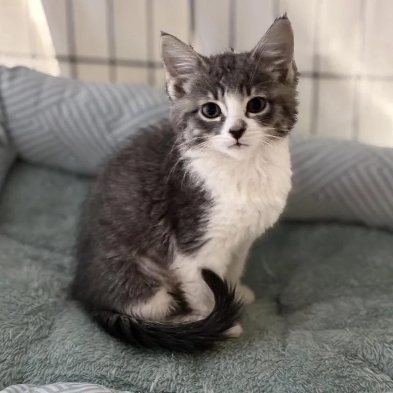 A baby small-sized female Gray / Blue / Silver Domestic Short Hair cat named Circle for adoption in South Elgin, IL