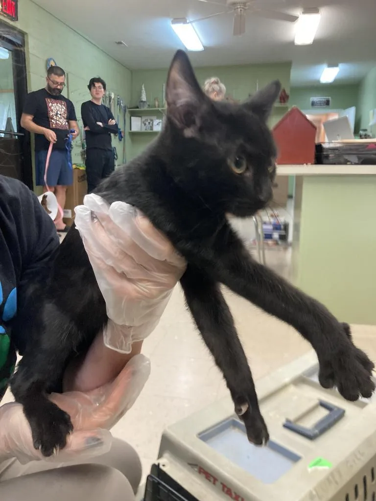 A baby medium-sized male Domestic Short Hair cat named Hokkaido for adoption in Burnsville, NC
