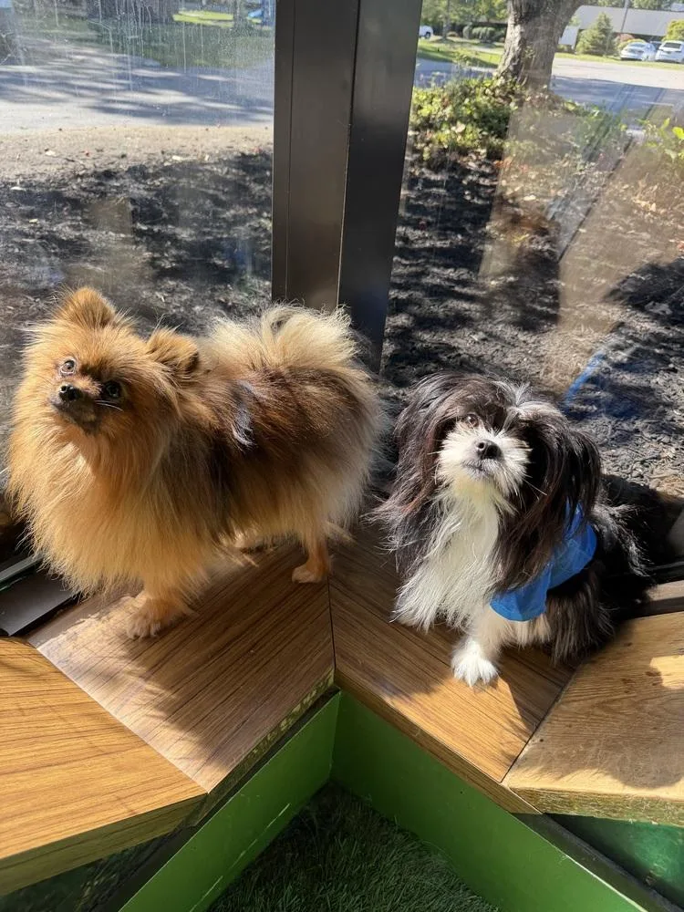 An adult small-sized female Pomeranian dog named Farrah for adoption in Amherst, NY