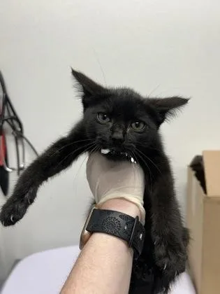 A baby small-sized male Domestic Short Hair cat named Gary for adoption in West Chester, PA