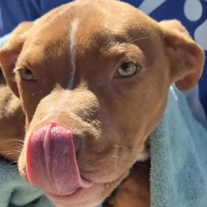 A baby small-sized male Mixed Breed dog named Colton for adoption in Voorhees, NJ