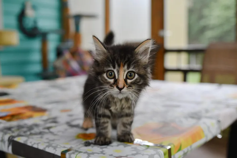 A baby medium-sized female Calico Domestic Long Hair cat named Freedom for adoption in Hermitage, PA
