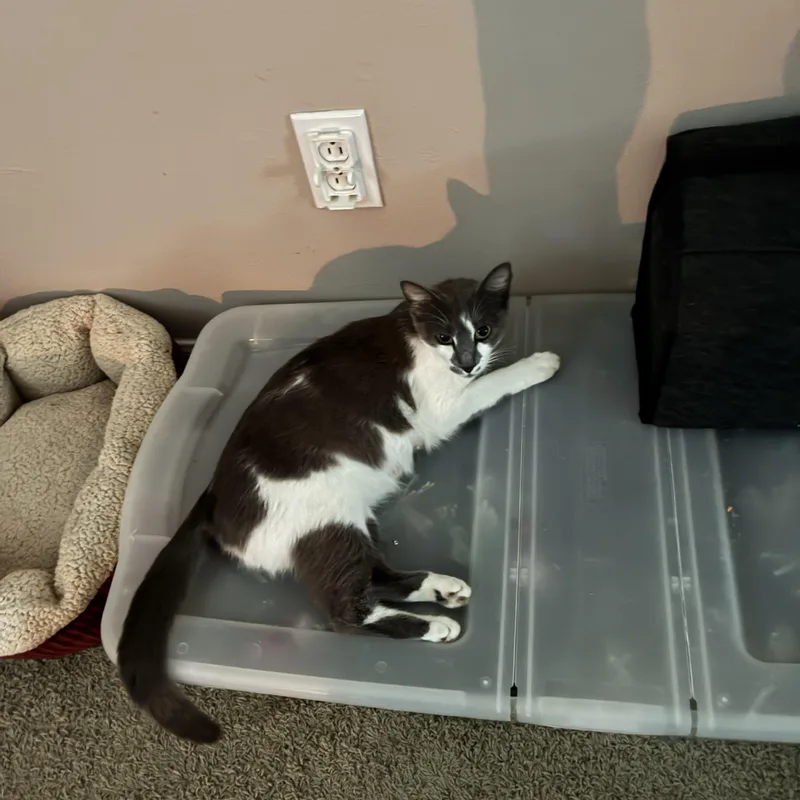 An adult medium-sized female Gray / Blue / Silver Domestic Short Hair cat named Sweet Pea for adoption in Huffman, TX