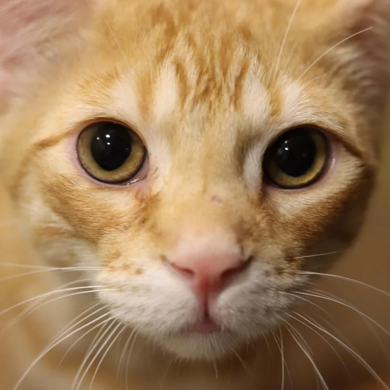 Biscuit