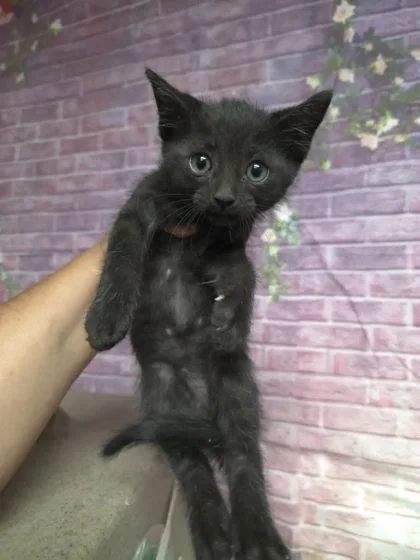 A baby small-sized male Domestic Short Hair cat named Renbob for adoption in Houston, TX