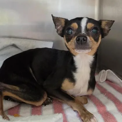 An adult small-sized female Chihuahua dog named Pixie for adoption in Elk Grove Village, IL