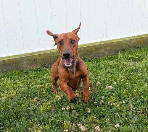 A young small-sized male Red / Chestnut / Orange Dachshund dog named Hugo in NC for adoption in Shelbyville, TN
