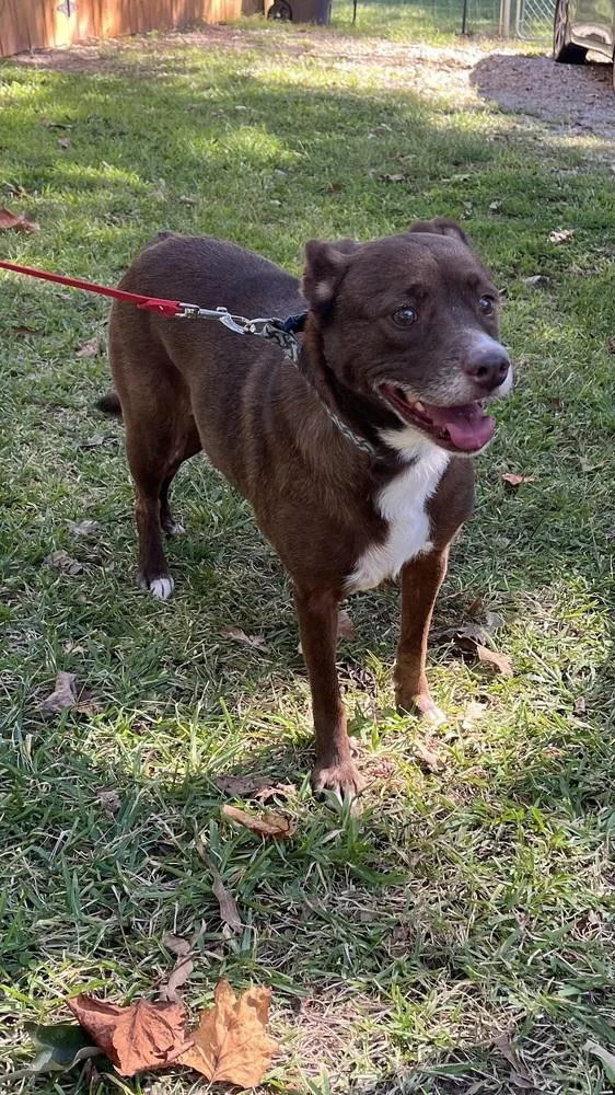 A senior medium-sized female Australian Kelpie dog named Junie for adoption in Jackson, GA