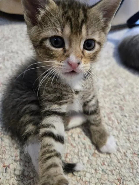 A baby small-sized male Domestic Short Hair cat named Flint for adoption in Kent, WA