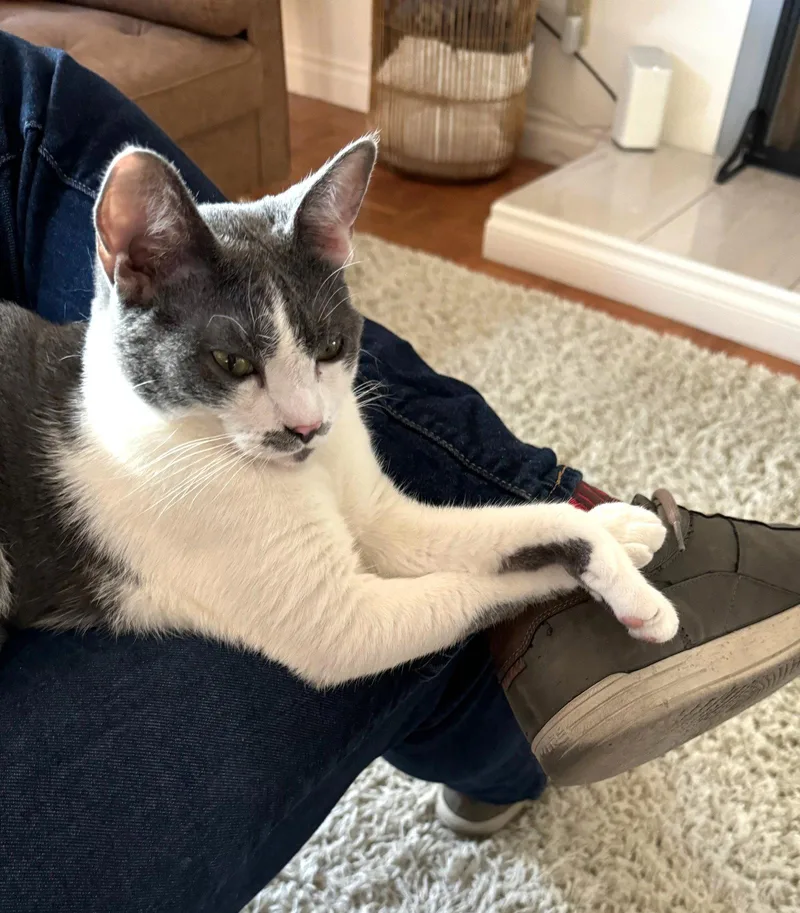 An adult medium-sized female Gray & White Domestic Short Hair cat named Teapot for adoption in San Diego, CA