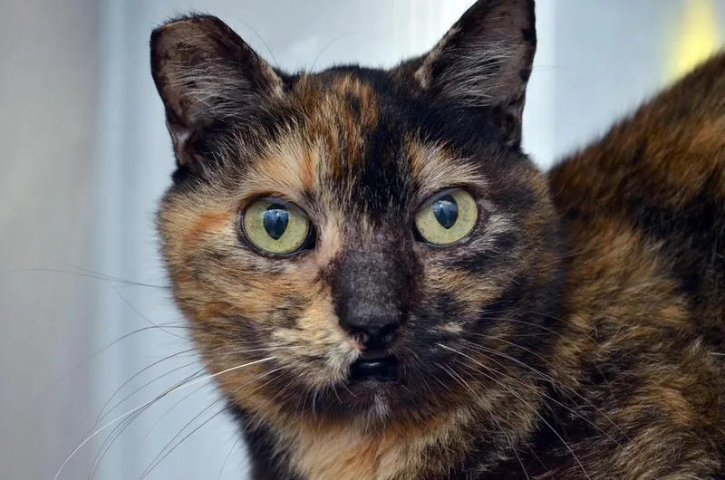 A senior small-sized female Tortoiseshell Domestic Short Hair cat named Jamie for adoption in Sanford, FL