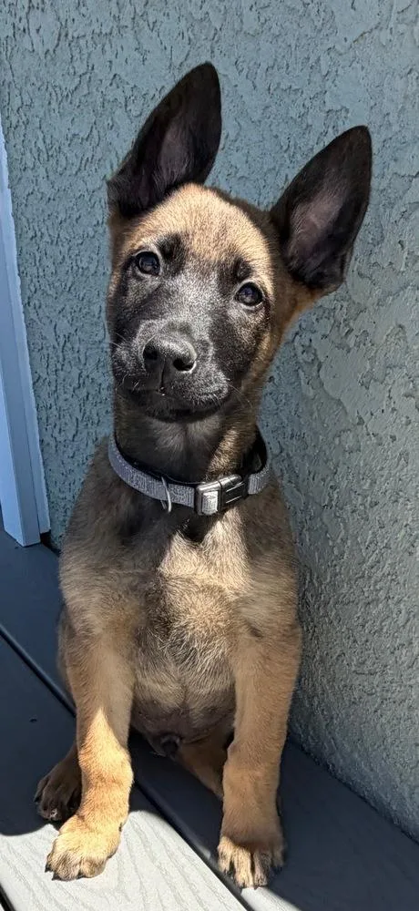 A baby large-sized male Tricolor (Brown, Black, & White) Belgian Shepherd / Malinois dog named Miyagi for adoption in Pleasant Hill, CA