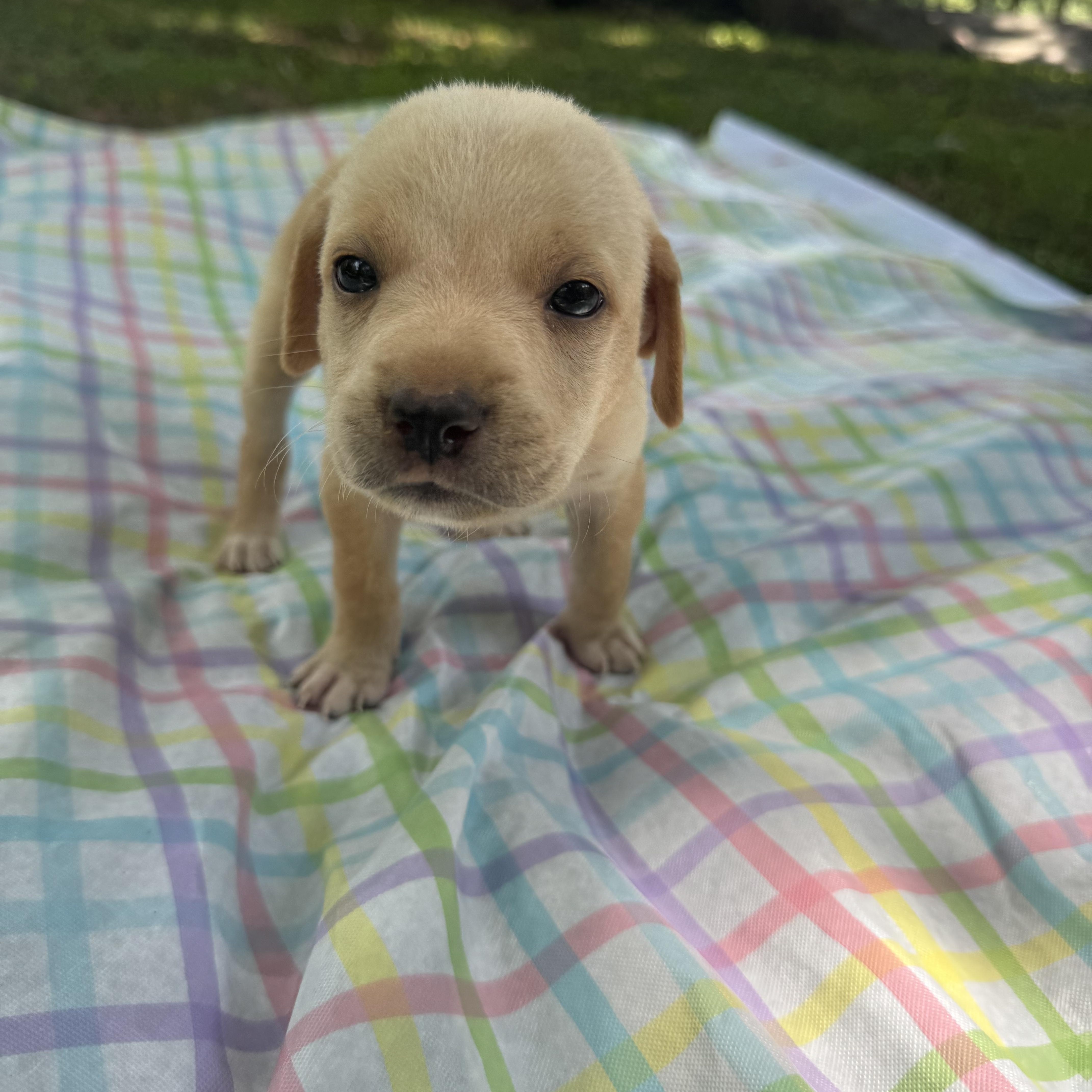 A baby small-sized female Apricot / Beige Chiweenie dog named Stella for adoption in Newfoundland, NJ