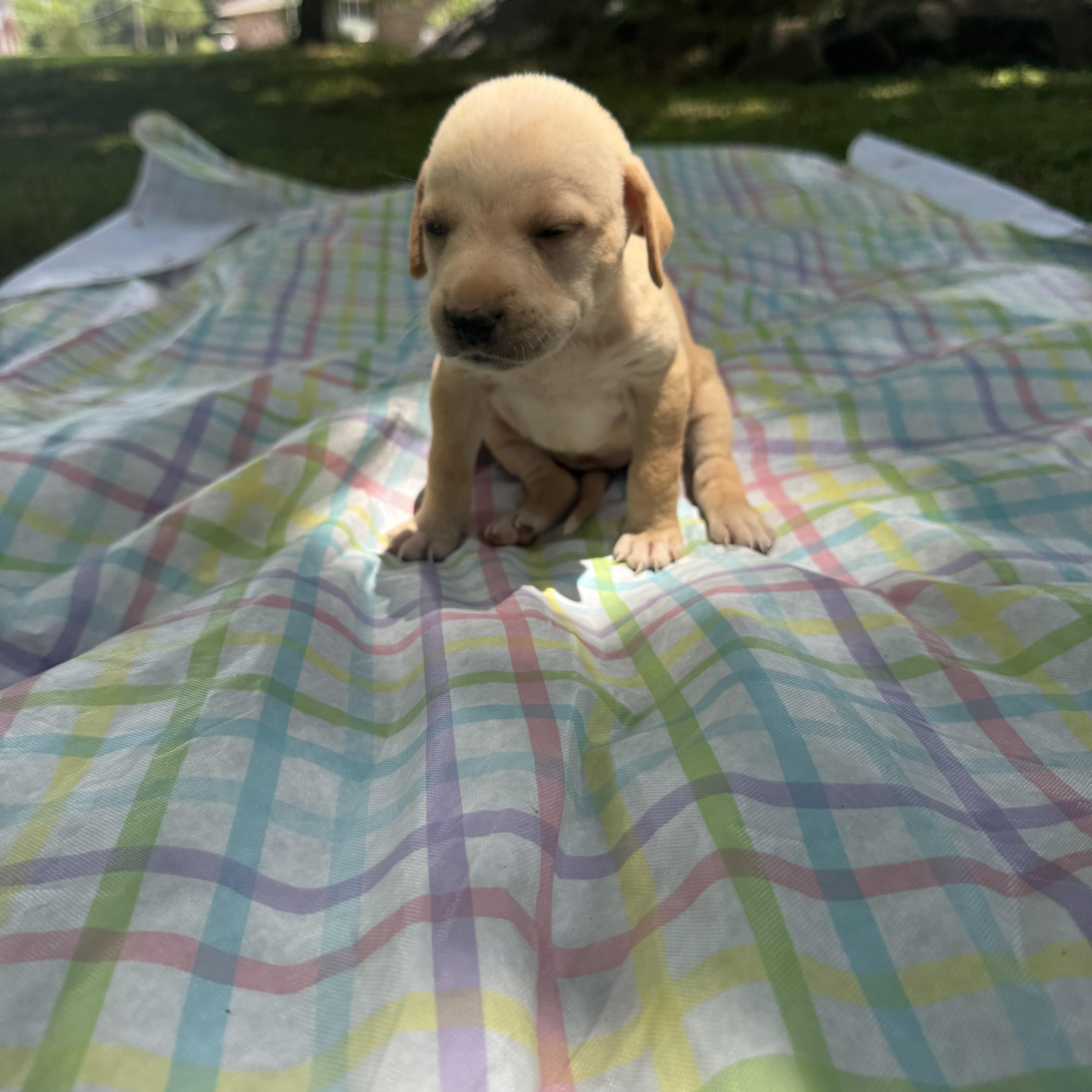Stella thumbnail 2