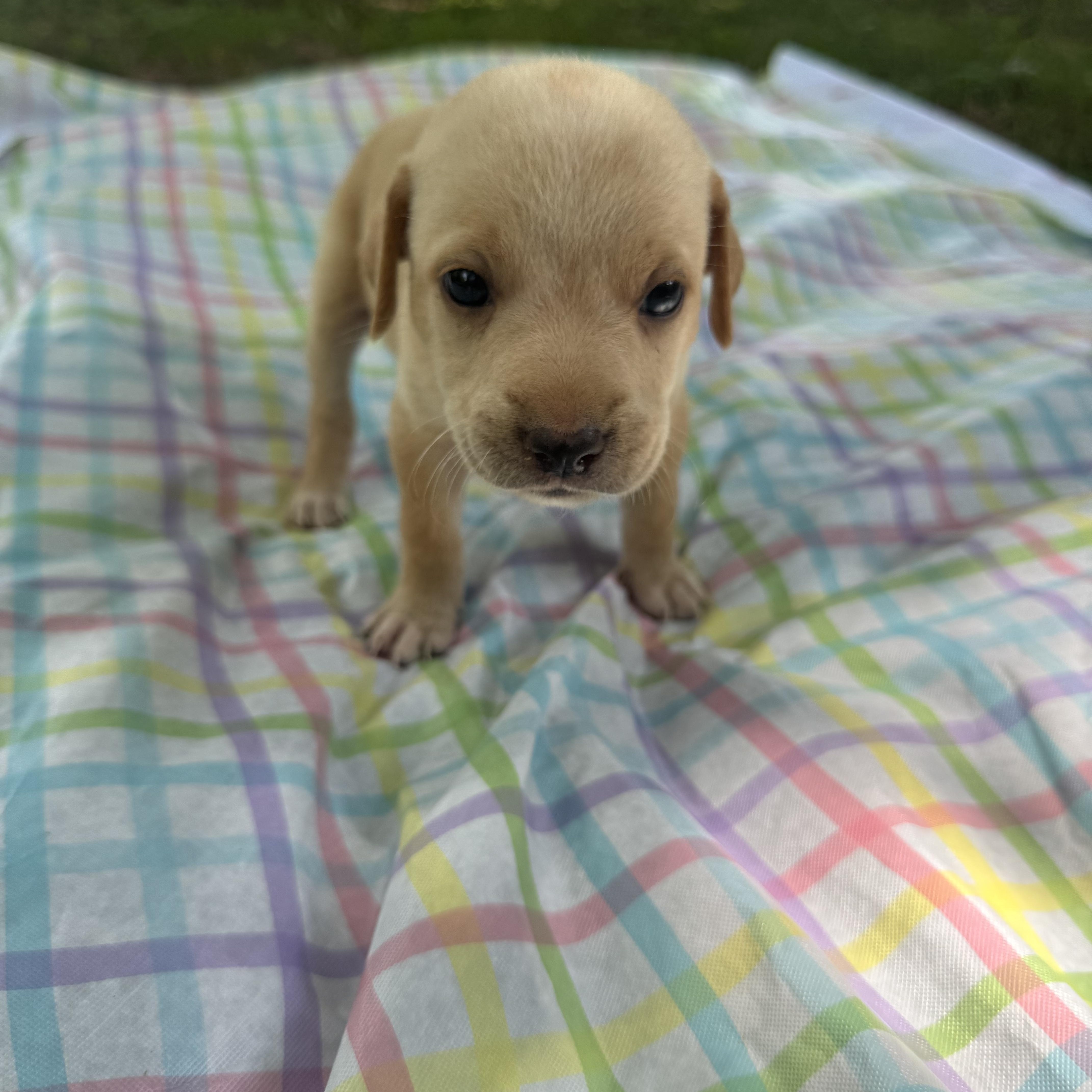 Stella thumbnail 4