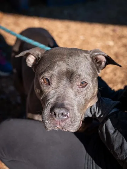A senior large-sized female Mixed Breed dog named Thelma for adoption in Chamblee, GA