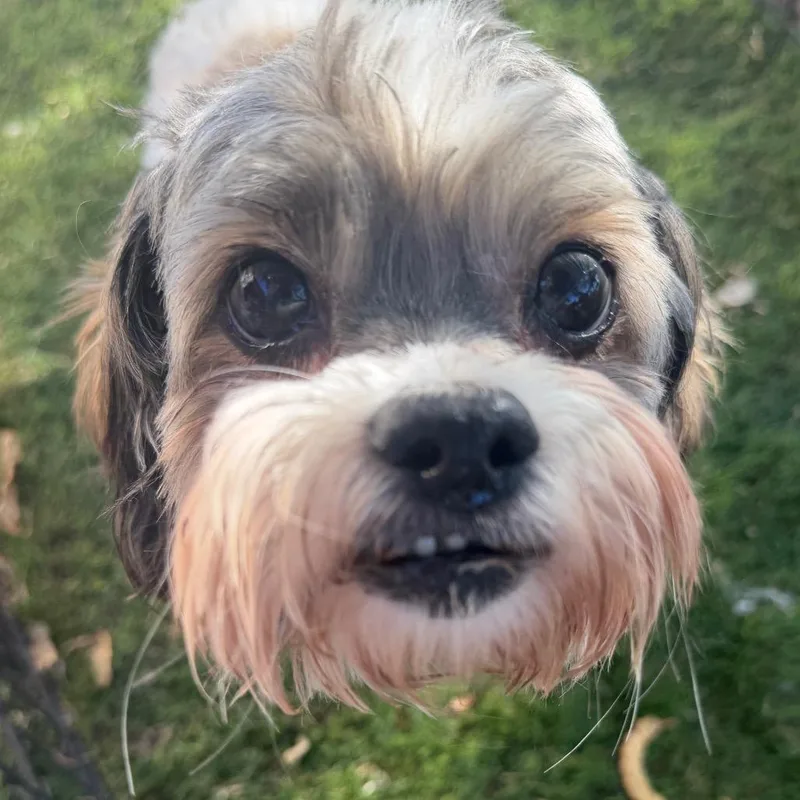 An adult small-sized male Shih Tzu dog named Bruno for adoption in Phoenix, AZ