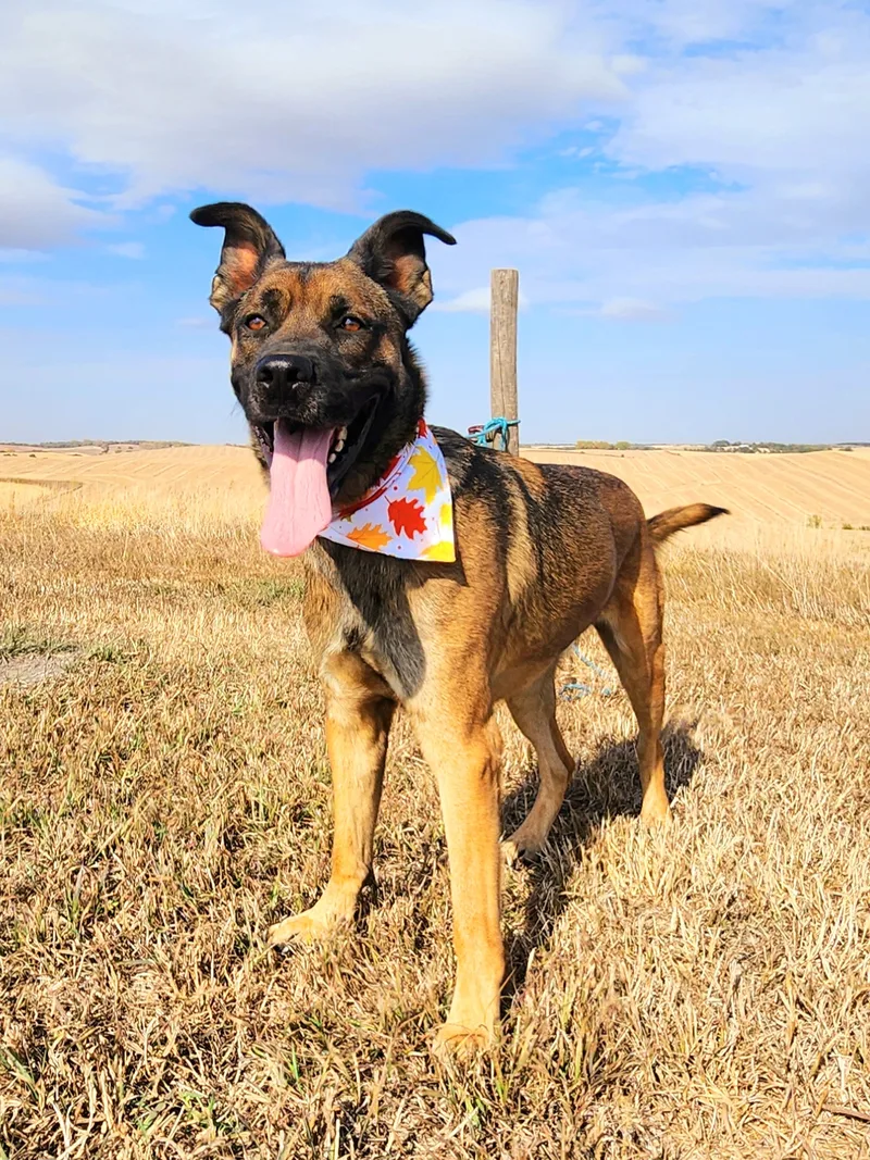 An adult large-sized male Brown / Chocolate German Shepherd Dog dog named King for adoption in Walthill, NE