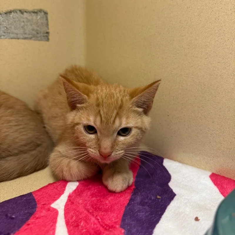 A baby small-sized female Orange / Red Domestic Short Hair cat named Papaya for adoption in Beckley, WV