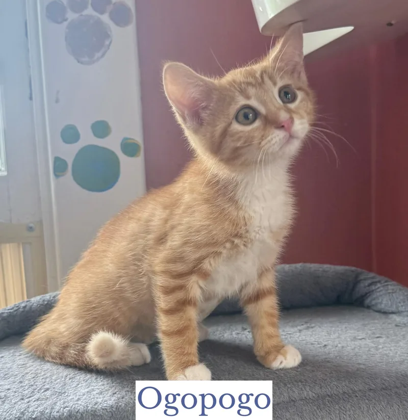 Ogopogo