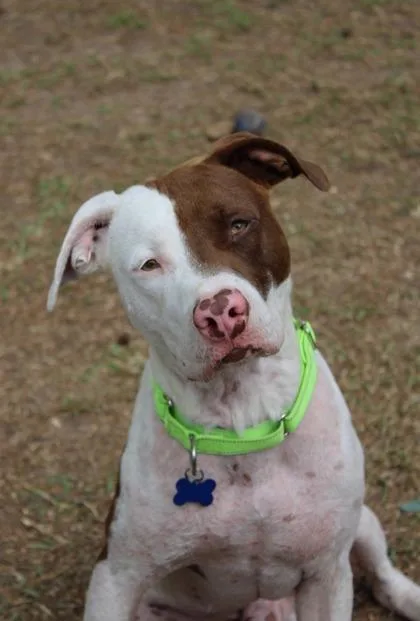 An adult medium-sized male American Staffordshire Terrier dog named B Combo for adoption in North Charleston, SC
