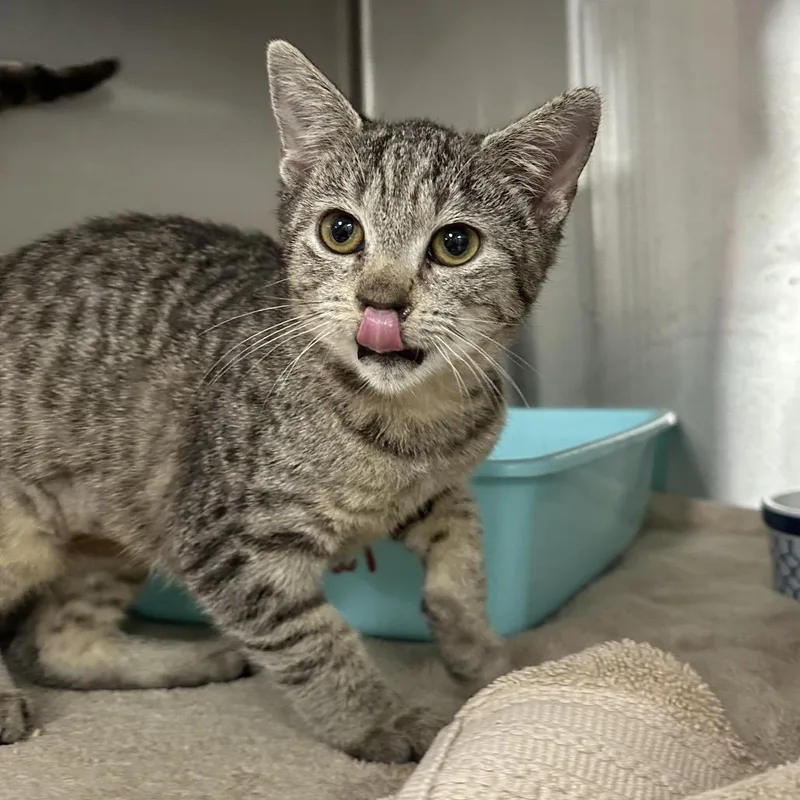 A baby small-sized female Brown / Chocolate Domestic Short Hair cat named Skylar for adoption in Jupiter, FL