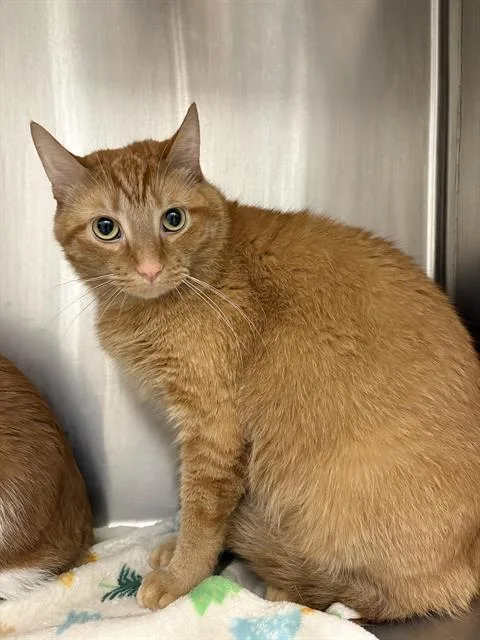 An adult small-sized male Domestic Short Hair cat named Max for adoption in Indianapolis, IN