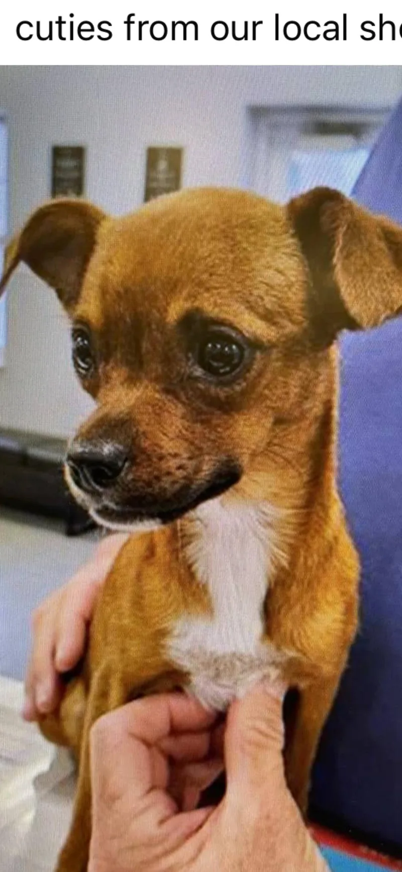 A baby small-sized female Chihuahua dog named Josie for adoption in Bradenton, FL