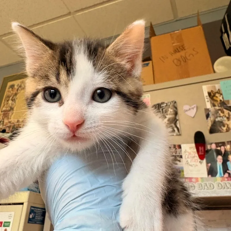A baby small-sized male Black Domestic Short Hair cat named Truffles for adoption in Easton, PA