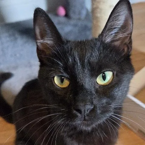 An adult small-sized female Black Domestic Short Hair cat named Raven C for adoption in Princeton, MN