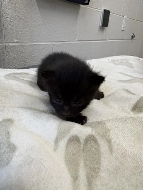 A young medium-sized male Domestic Short Hair cat named Salem for adoption in Providence Forge, VA