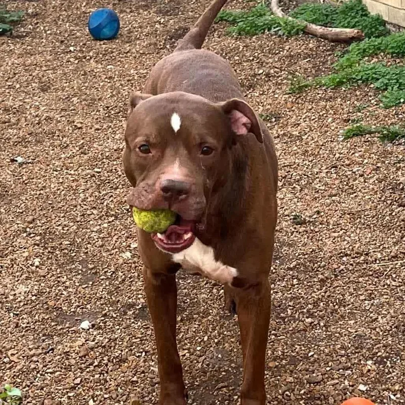 Senpai Sam thumbnail 3