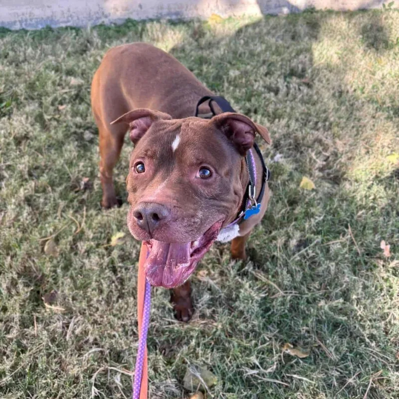 Senpai Sam thumbnail 4